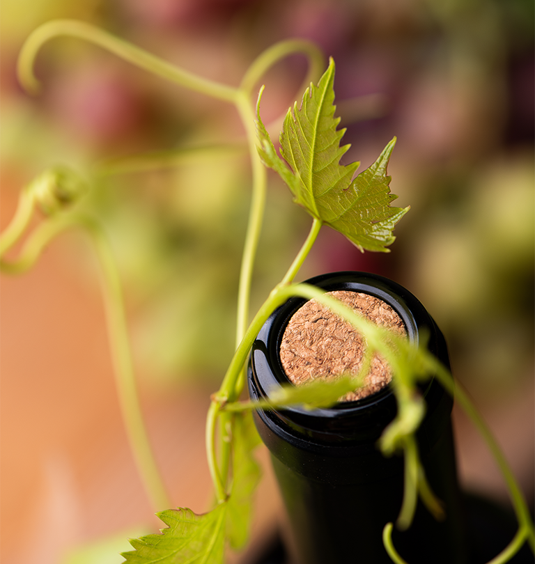 Feuille de vigne et bouchon de vin